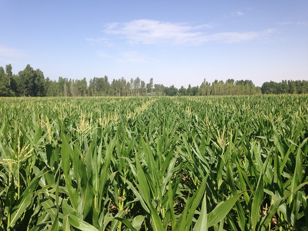 玉米制種基地