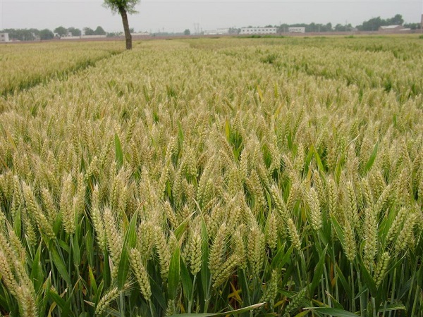 小麥繁種基地