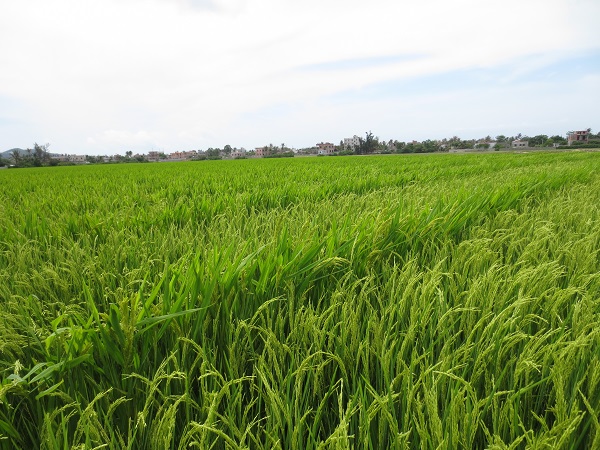 水稻制種基地